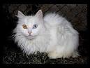 Turkish Van Kittens for Sale - Adoptapet
