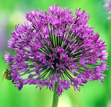14 Best Landscape Plants With Purple Flowers Purple Flowering Plants Purple Flower Pictures Allium Flowers