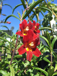 Image result for Diplazium cyamudongoense