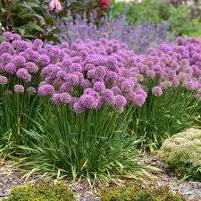 Alliums are popular for their breathtakingly beautiful flowers. Serendipity Ornamental Onion Allium Hybrid Proven Winners