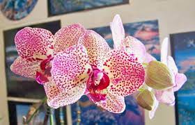 Phalaenopsis Hybrid Name Unknown I Call This One Spotted Leopard Gn Orchids Phalaenopsis Amaryllis