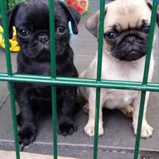 Boston pet wholesale are the exclusive uk & eu distributors of catwalkdog, dogissimo and we thank you for your understanding. Walter S Pug Puppies Pet Store Boston Massachusetts 49 Photos Facebook
