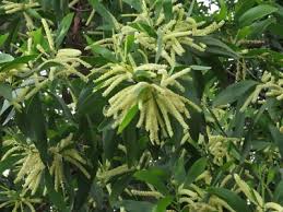 Image result for Acacia mangium