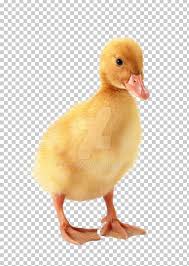 The video has commentary so please have your volume on. Little Yellow Duck Project American Pekin Baby Duckling Png Clipart American Pekin Animals Baby Duckling Beak