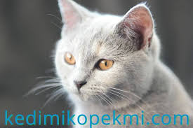 Kedi Mi Kopek Mi Adli Kullanicinin Cat And Dog Panosundaki Pin Kedi