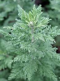 Image result for Artemisia afra