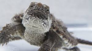 Alligator snapping turtle vs common snapping turtle. Snapping Turtles Are Fascinating Dickinson County Conservation Board