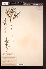 Image result for Salicornia pachystachya