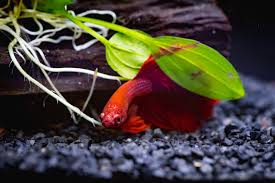 Betta Biology Beta Fish Picture Betta Fish Center