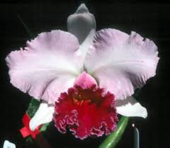 Lc.Leo Holguin ´Soft Touch´.jpg :: Tropické orchideje.