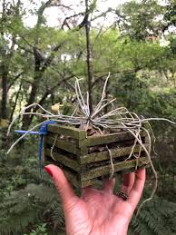 Image result for Microcoelia megalorrhiza