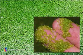 Image result for Wolffia arrhiza