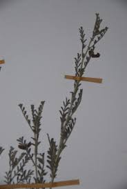 Image result for Indigofera hedyantha