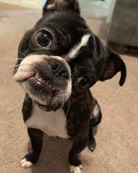 Father is all black pug & dobi mom is black & tan. Pug Boston Terrier Mix Facts