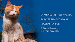 Pochemu Koshki Murlykayut Pochemu Koty Murchat Kogda Ih Gladish Mehanizm Koshachego Murchaniya