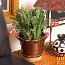 This plant comes from the mountains of brazil, and, unlike the typical desert cactus, it grows for a complete list of what plants grow best in which climates, gardenia put together a comprehensive guide by hardiness zone. The Christmas Cactus Is A Popular Low Maintenance Houseplant That Can Live For Years Cactus Types Christmas Cactus Cactus Flower