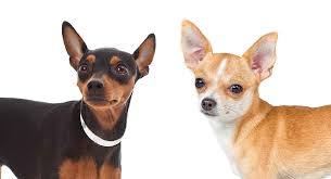 Are border collie/terrier mixes good dogs? Miniatur Pinscher Chihuahua Mix Ist Das Coole Kreuz Das Richtige Fur Sie Meine Hundenamen