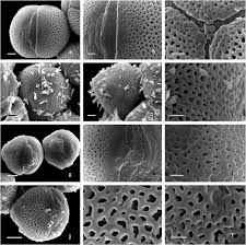 Image result for Aeschynomene sp. B