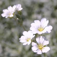 Image result for Cerastium tomentosum