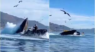 Un pescatore subacqueo di aragoste in massachusetts è stato inghiottito da una balenottera. Balena Inghiottisce Due Ragazze In Kayak Le Incredibili Immagini Spaventano Il Web
