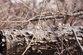 Surf forecast graph with detailed height, direction and period for swell waves Meroke Preserve Bellmore Ny Patch