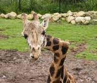 The giraffe was subsequently trained for the application of laser therapy and chiropractic treatments at those sites. Animals With Scoliosis Strauss Scoliosis Correction