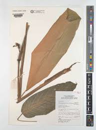 Image result for Sarcophrynium