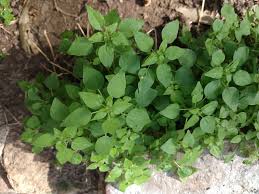 Image result for Parietaria debilis