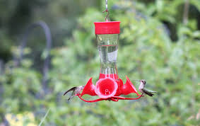How much sugar to water for hummingbirds. The Recipe For Success With Hummingbird Feeders Sugar And Water Forest Preserve District Of Will County