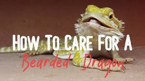 Learn How To Care For Your Bearded Dragons Guide For Beginner