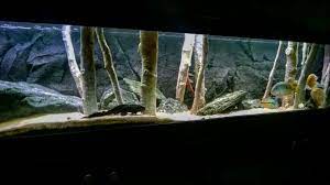 Beli aneka produk di toko bintang tirta aquarium secara online sekarang. 3d Aquarium Backgrounds Fish Tank Decorations Aquadecor Fish Tank Aquarium Backgrounds Fish Tank Decorations