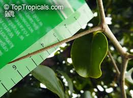 Image result for Dovyalis sp. A