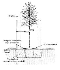 Meetings and workshops free and open to the public unless stated otherwise. Tree Planting Guide Oklahoma State University