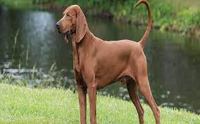 We have outstanding red coon hounds with excelent bloodlines, conformation, personality and the houndy look everyone loves. All About Redbone Coonhound Dog Breed Origin Behavior Trainability Facts Puppy Price Color