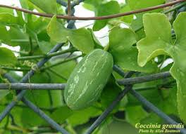 Image result for Coccinia