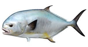 Pin By Metin Kulaklioglu On Baliklar Fish Pet Fish Mounts Fish