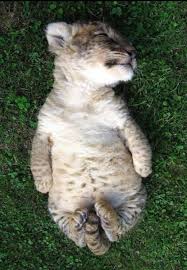 pin by michelle constantino on baby lion sleeping animals cute baby animals cute animals