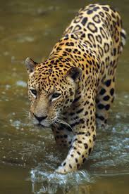 The jaguars compete in the national football league (nfl). Jaguar Habitat Diet Facts Britannica