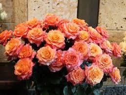 A bloom flowers & gifts, tahlequah, oklahoma. Free Spirit Orange Rose Orangerose Wholesale Flowers Flower Guide Flowers
