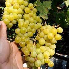 Anggur kolesom cap orang tua. Bibit Pohon Anggur Yellow Belgia Bibit Anggur Kuning Lazada Indonesia