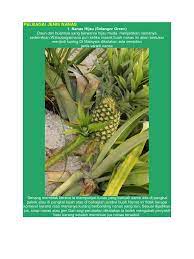 Maybe you would like to learn more about one of these? Jenis Jenis Nenas