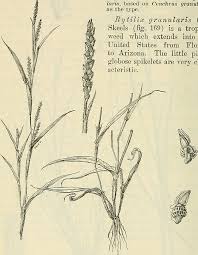 Image result for Hackelochloa