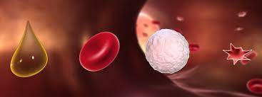 Blut Blutbestandteile 1