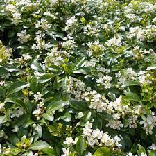 Department of agriculture hardiness zones 8 through 10. Choisya Ternata Hedging Mexican Orange Blossom Best4hedging