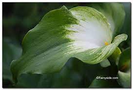 Zantedeschia Green Goddess Calla Lily Zantedeschia Calla Lily Garden Bulbs