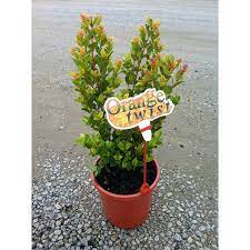 140mm Syzigium Orange Twist I N 3789372 Bunnings Warehouse Orange Twist Orange Twist