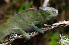 If he doesn't eat the insects then yes, they will eventually die but they would have to be left in there for a week or more before they start to stink up the place. Shedding Problems Madcham De
