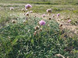Flowers of South Devon Coast Sept 2020