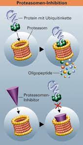For immediate use, short term storage at 4°c up to two weeks is recommended. Chemienobelpreis 2004 Proteinabbau