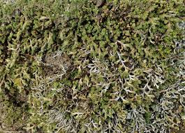 Image result for Selaginella chevalieri
